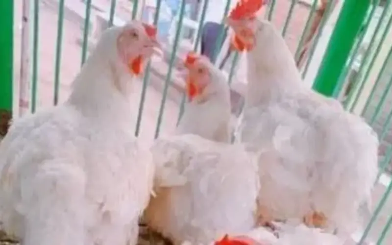 تعرف على بورصة الدواجن البلدي والبيضاء في أسواق ومحلات الأقصر.. اليوم الجمعة 10 أبريل 2026